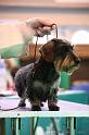 Crufts2011_2 1373